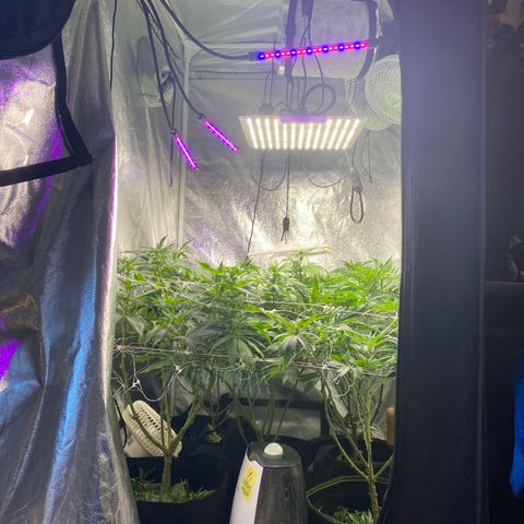 Cherry Death Star growlog photo: Did the last bit of trimming today and put up the second tier of trellis netting. Only a couple yellow leaves were found…hopefully the nutrient burn was caught in time. I have been slowly decreasing the humidity. Goal is to get it around 40-50%. Will be removing the humidifier entirely this next week. 