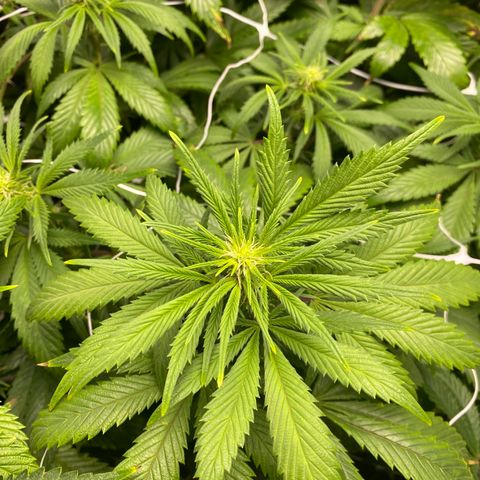 Cherry Death Star growlog photo: Did the last bit of trimming today and put up the second tier of trellis netting. Only a couple yellow leaves were found…hopefully the nutrient burn was caught in time. I have been slowly decreasing the humidity. Goal is to get it around 40-50%. Will be removing the humidifier entirely this next week. 
