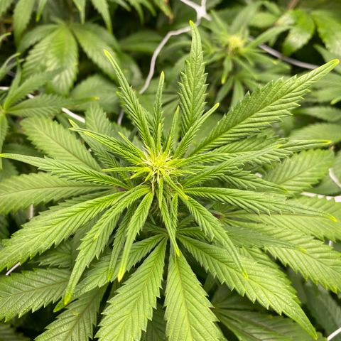 Cherry Death Star growlog timeline photo