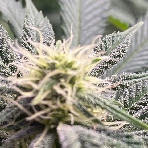 Cherry Death Star growlog timeline photo