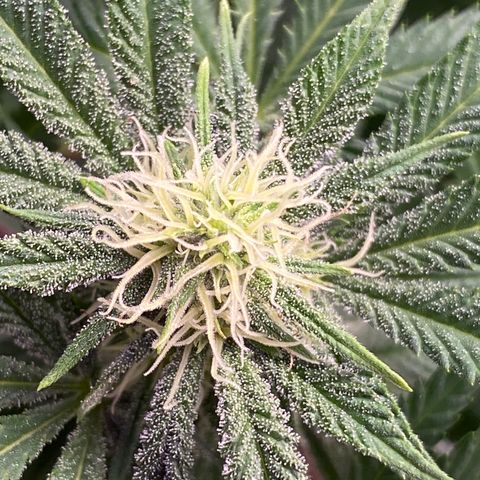 Cherry Death Star growlog timeline photo