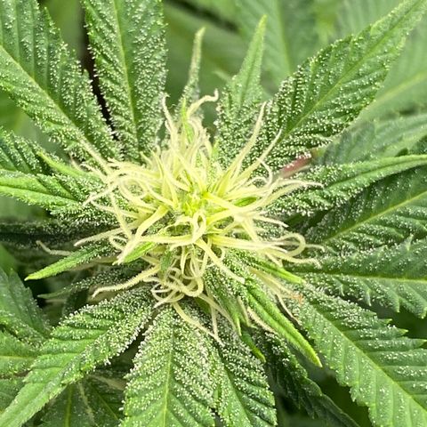 Cherry Death Star growlog timeline photo