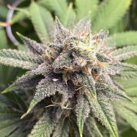 Cherry Death Star growlog timeline photo