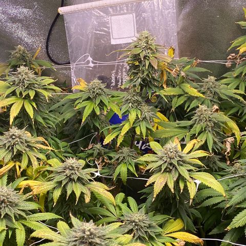 Cherry Death Star growlog timeline photo