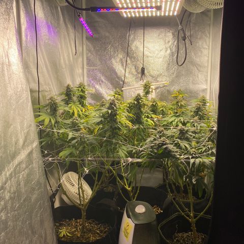 Cherry Death Star growlog timeline photo