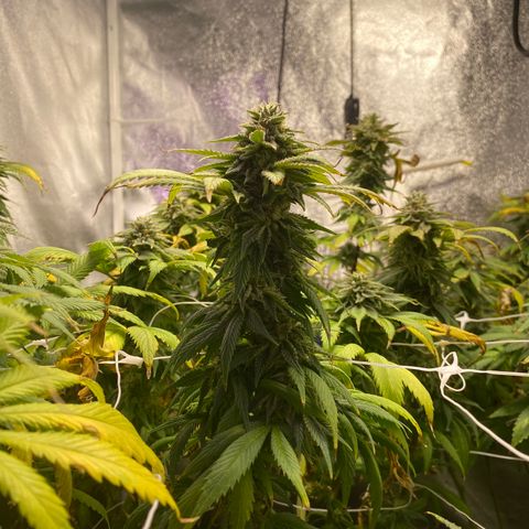 Cherry Death Star growlog timeline photo