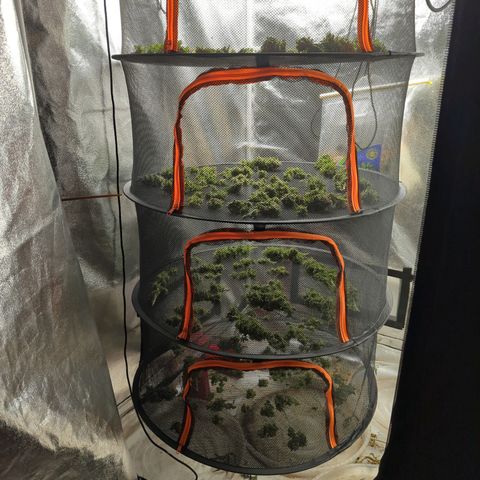 Cherry Death Star growlog timeline photo
