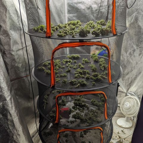 Cherry Death Star growlog timeline photo