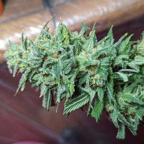 Cherry Death Star growlog timeline photo