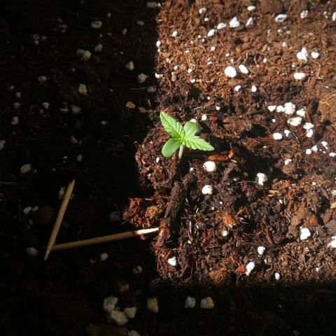 Critical Auto CBD growlog timeline photo