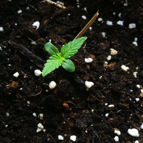 Critical Auto CBD growlog timeline photo