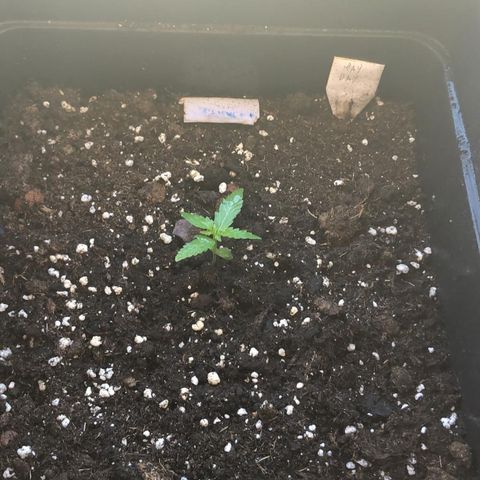 Critical Auto CBD growlog timeline photo