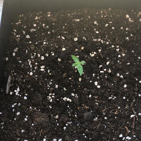 Auto White Widow growlog timeline photo