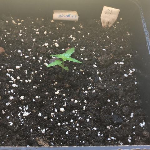 Critical Auto CBD growlog timeline photo