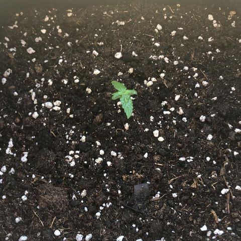 Auto White Widow growlog timeline photo