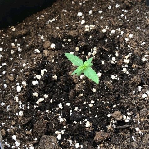 Auto White Widow growlog timeline photo