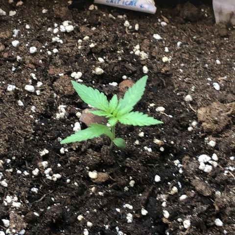 Critical Auto CBD growlog timeline photo