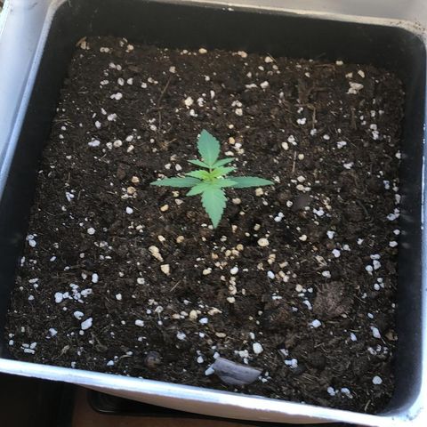 Auto White Widow growlog timeline photo