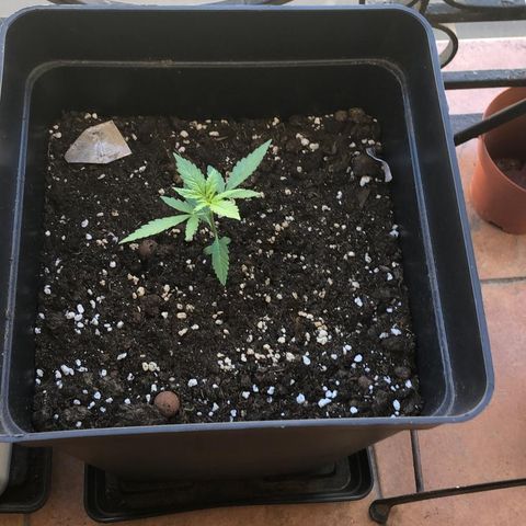 Critical Auto CBD growlog timeline photo