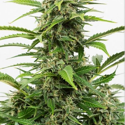 Critical Auto CBD growlog timeline photo