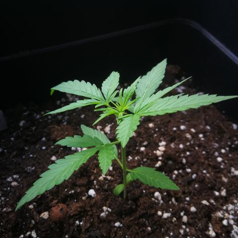 Critical Auto CBD growlog timeline photo