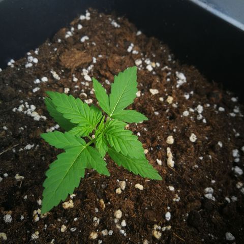 Auto White Widow growlog timeline photo