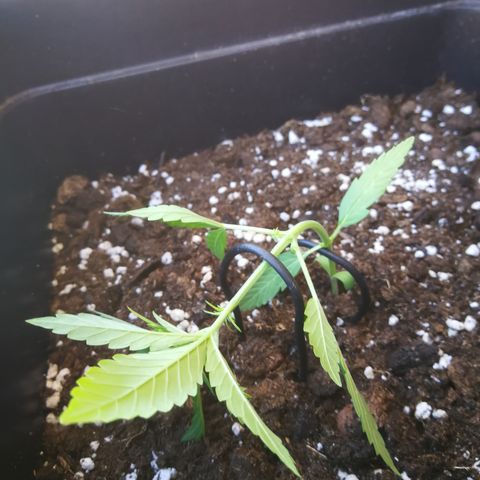 Critical Auto CBD growlog timeline photo