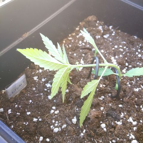 Critical Auto CBD growlog timeline photo