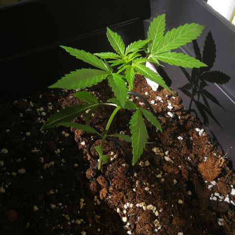 Critical Auto CBD growlog timeline photo