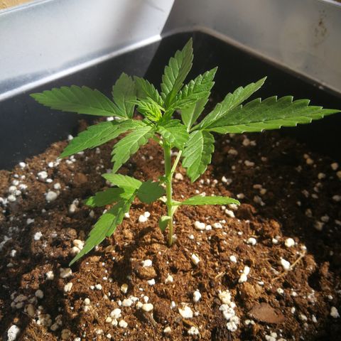 Auto White Widow growlog timeline photo