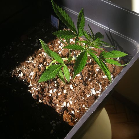 Critical Auto CBD growlog timeline photo