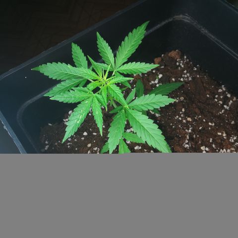 Critical Auto CBD growlog timeline photo