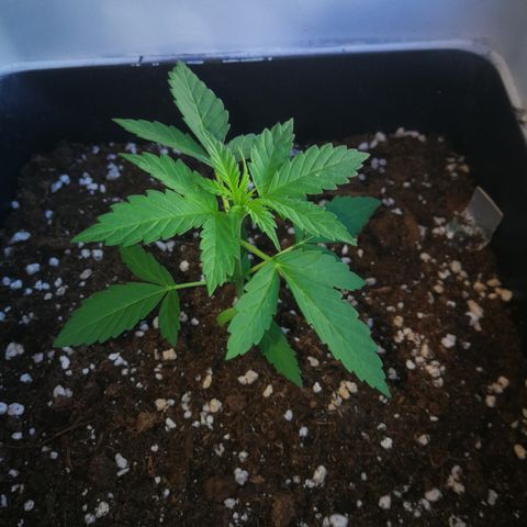 Auto White Widow growlog timeline photo