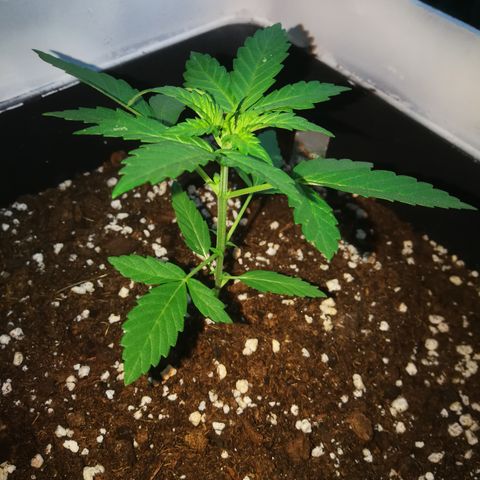 Auto White Widow growlog timeline photo