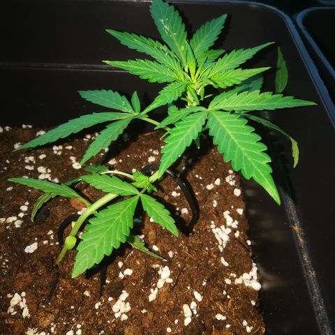 Critical Auto CBD growlog timeline photo