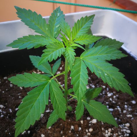 Auto White Widow growlog timeline photo