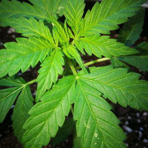 Auto White Widow growlog timeline photo