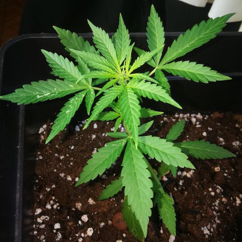Critical Auto CBD growlog timeline photo