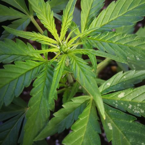 Critical Auto CBD growlog timeline photo