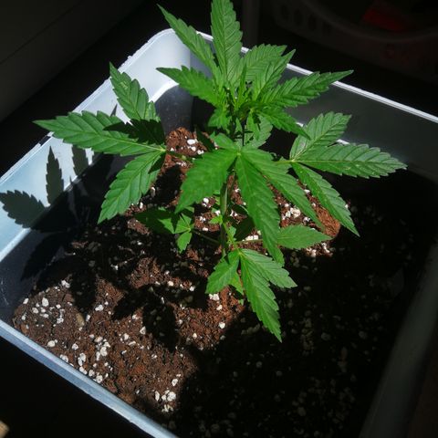 Auto White Widow growlog timeline photo