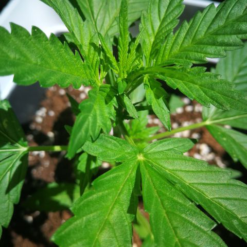 Auto White Widow growlog timeline photo
