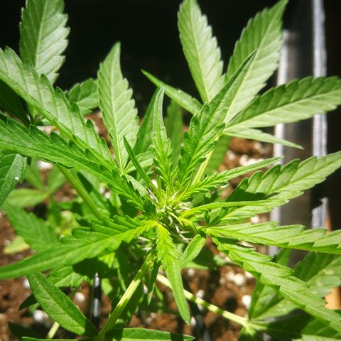 Critical Auto CBD growlog timeline photo
