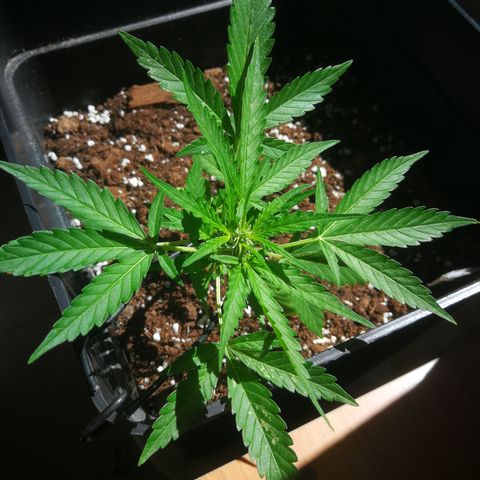 Critical Auto CBD growlog timeline photo