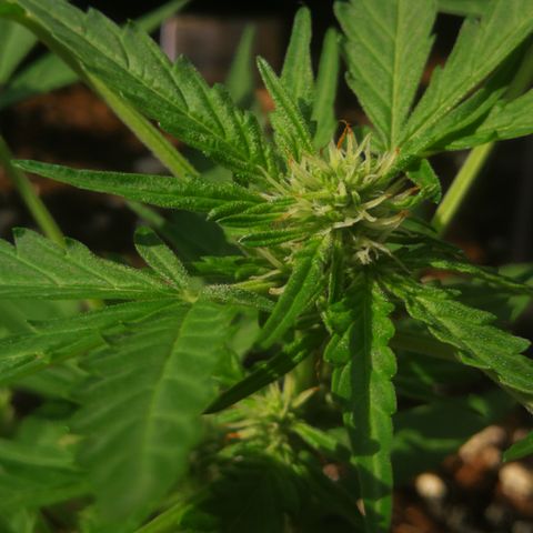 Critical Auto CBD growlog timeline photo