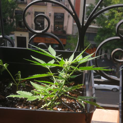 Critical Auto CBD growlog timeline photo