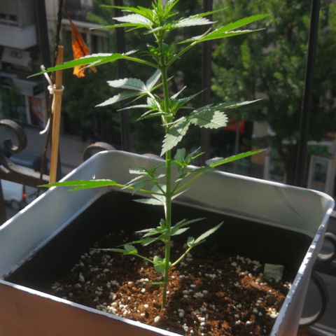 Auto White Widow growlog timeline photo