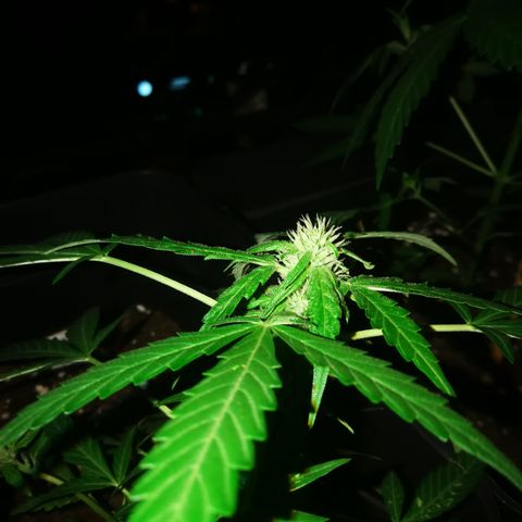 Critical Auto CBD growlog timeline photo
