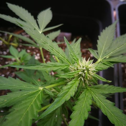 Critical Auto CBD growlog timeline photo