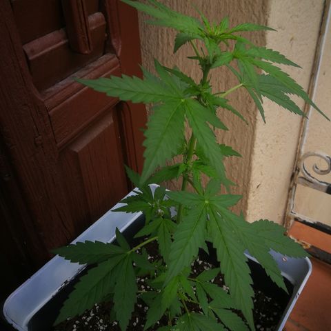 Auto White Widow growlog timeline photo