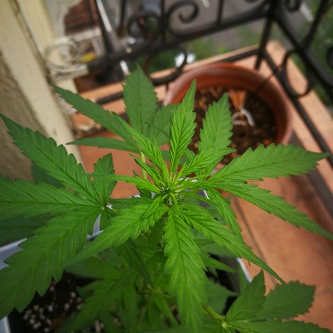 Auto White Widow growlog timeline photo